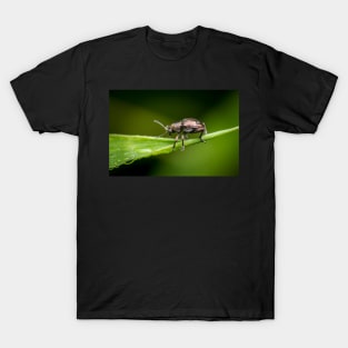 A metallic leaf beetle (Nodina sp) on a leaf with morning dew T-Shirt